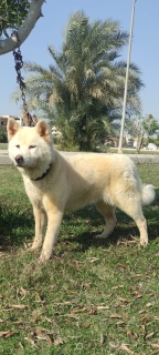 أكيتا Akita 