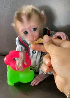 beautiful and adorable baby monkeys 