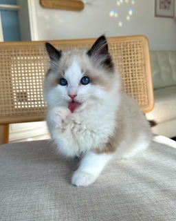 Ragdoll kittens 