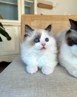 Ragdoll kittens  2