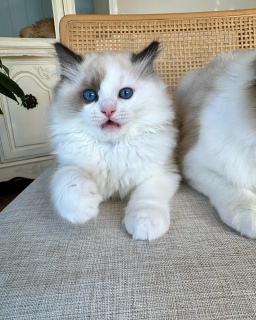 Ragdoll kittens  3