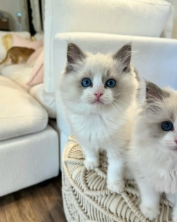 Ragdoll kittens  4