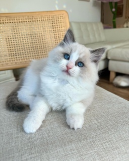 Ragdoll kittens  6