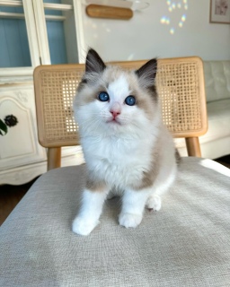 Ragdoll kittens  7