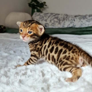 Bengal kittens 