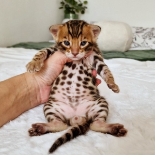 Bengal kittens  2