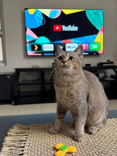 Stunning British Shorthair Kitten for Adoption