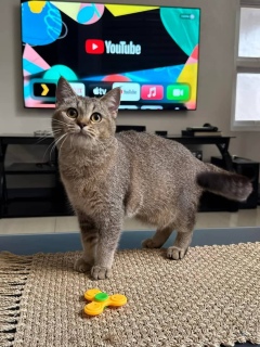 Stunning British Shorthair Kitten for Adoption 2