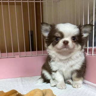 Chihuahua puppy for adoption 