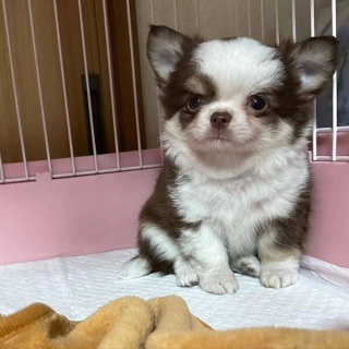 Chihuahua puppy for adoption  2