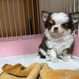 Chihuahua puppy for adoption  3