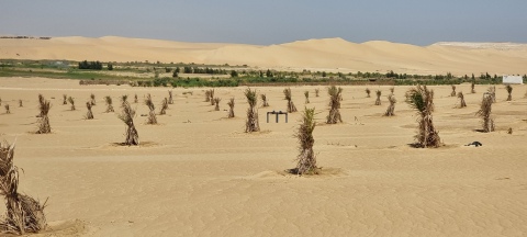 ارض للبيع 5 فدان مزروعة نخيل سيوى